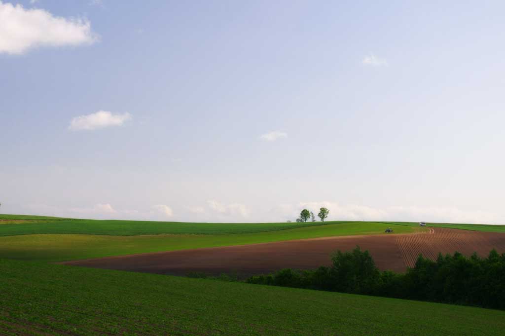 Foto, materieel, vrij, landschap, schilderstuk, bevoorraden foto,Ouder en kind bomen, Boom, Wolk, Blauwe lucht, Veld