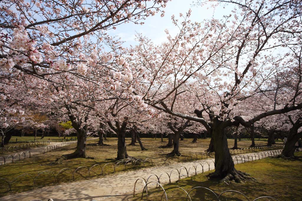 foto,tela,gratis,paisaje,fotografa,idea,Cerezo de jardn de Koraku - en, Cerezo, , , Jardn japons