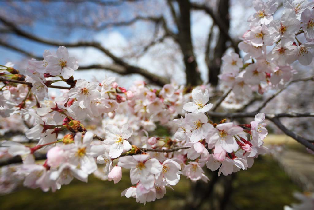 foto,tela,gratis,paisaje,fotografa,idea,Cerezo de jardn de Koraku - en, Cerezo, , , Jardn japons