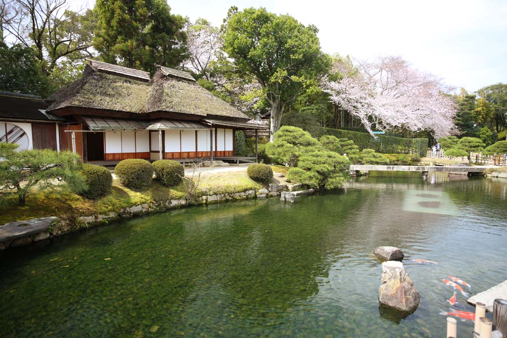 photo,material,free,landscape,picture,stock photo,Creative Commons,Koraku-en Garden Renchiken, shoji, Japanese-style building, straw-thatched roof, carp