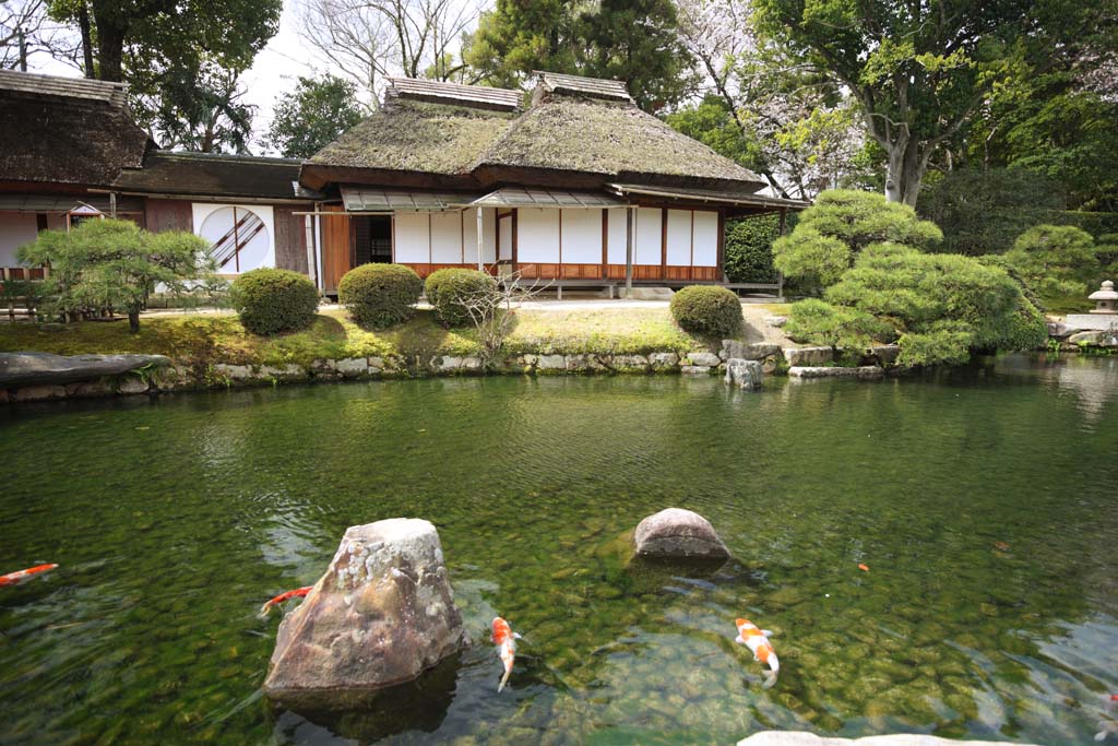 photo, la matire, libre, amnage, dcrivez, photo de la rserve,Koraku-en jardin Renchiken, shoji, Btiment du Japonais-style, toit paille-de chaume, carpe