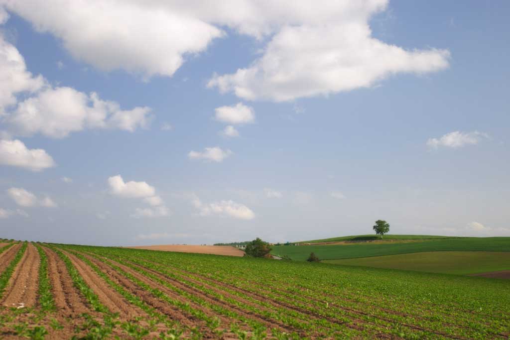 fotografia, material, livra, ajardine, imagine, proveja fotografia,rvore e cumes de uma gleba cultivada, campo, nuvem, cu azul, 