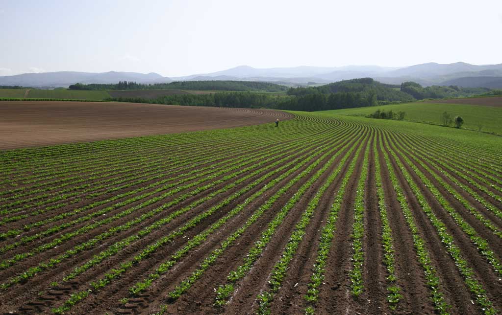 photo,material,free,landscape,picture,stock photo,Creative Commons,Extending lines, field, ridge, planting, 