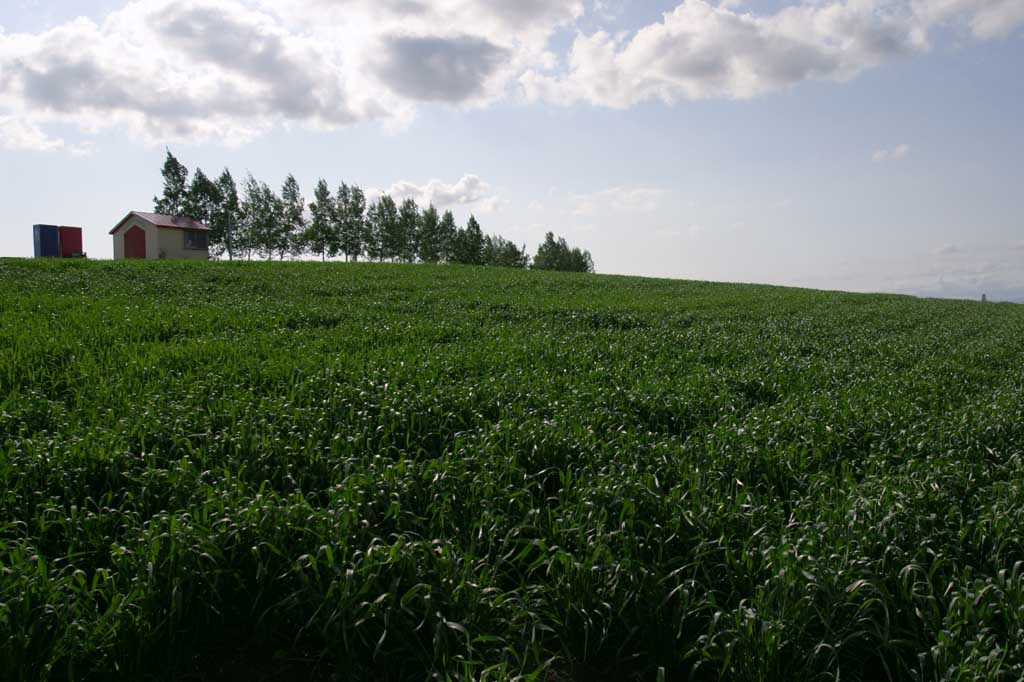 Foto, materiell, befreit, Landschaft, Bild, hat Foto auf Lager,das Flstern von Sommerlaub, Feld, Wolke, blauer Himmel, Weizen