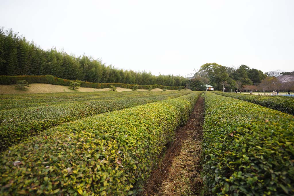 photo, la matire, libre, amnage, dcrivez, photo de la rserve,Koraku-en plantation du th du Jardin, plante du th, Th, Festival du th, feuille du th