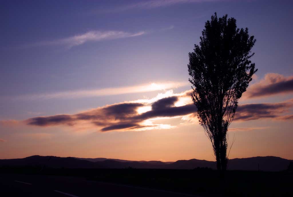 fotografia, materiale, libero il panorama, dipinga, fotografia di scorta,Pioppo e nube di sera, pioppo, nube, cielo blu, sole che mette