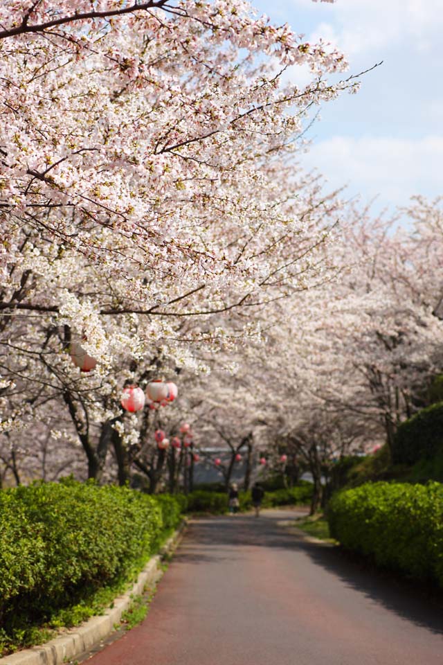 photo,material,free,landscape,picture,stock photo,Creative Commons,A cherry tree, cherry tree, , petal, row of trees