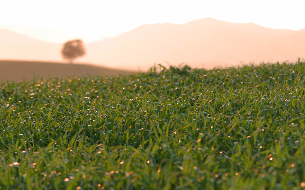 photo,material,free,landscape,picture,stock photo,Creative Commons,Wheat field and hills, field, setting sun, wheat, green