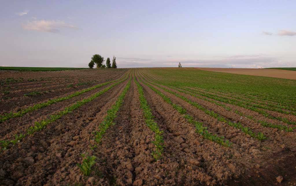 photo, la matire, libre, amnage, dcrivez, photo de la rserve,Mener de corniches, champ, nuage, ciel bleu, crpuscule du soir