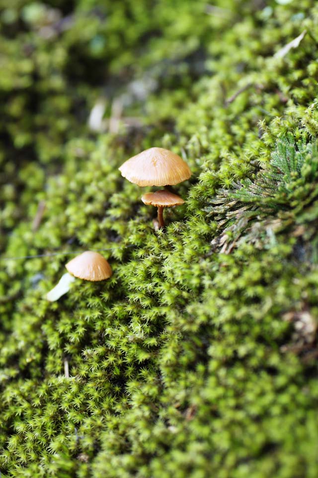 ゆんフリー写真素材集 No 9770 苔とキノコ 日本 島根