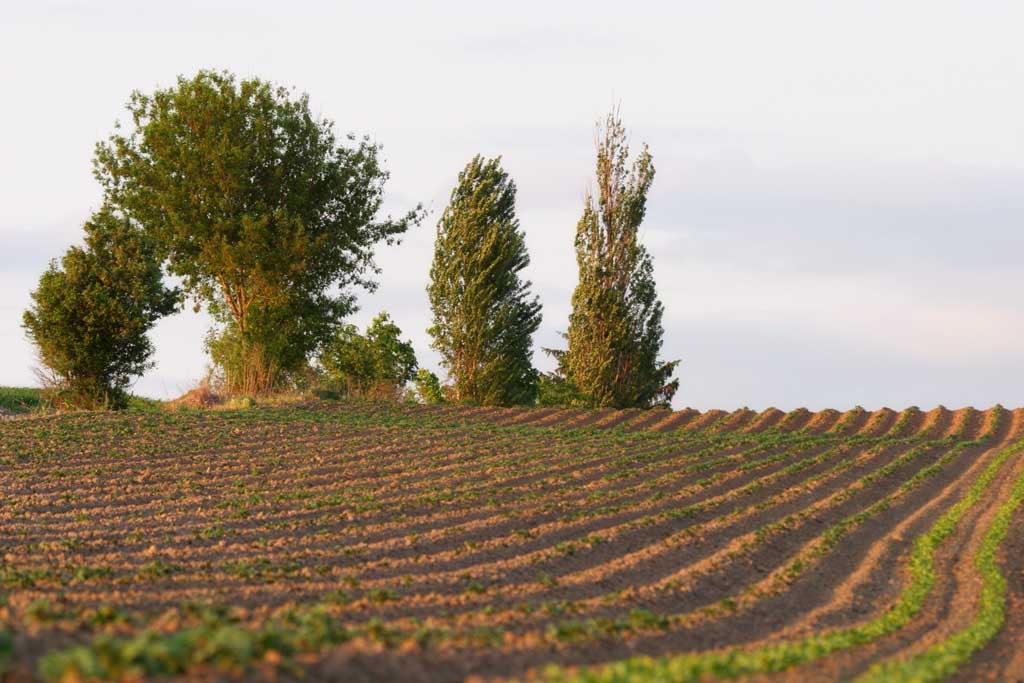 Foto, materiell, befreit, Landschaft, Bild, hat Foto auf Lager,Wind am Abend, Feld, Wind, Grat, Abenddmmerung