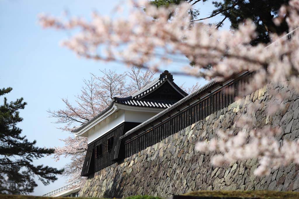 photo,material,free,landscape,picture,stock photo,Creative Commons,A whole Matsue-jo Castle oar, cherry tree, The plaster, castle, Ishigaki