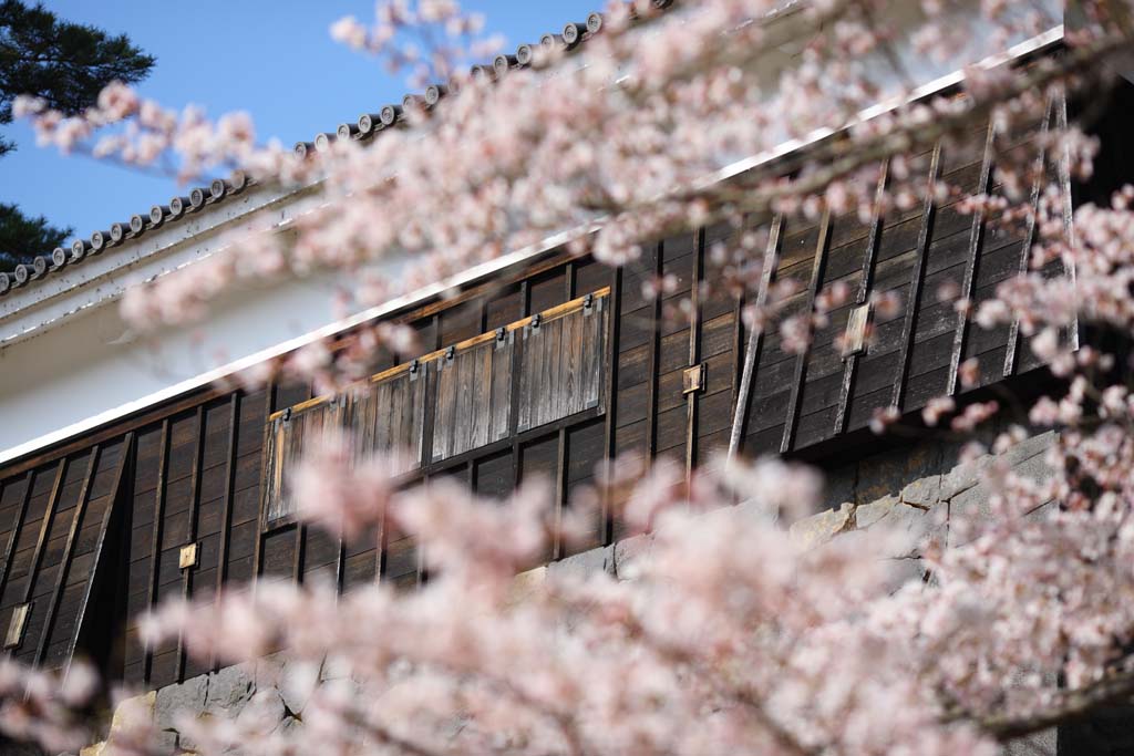 foto,tela,gratis,paisaje,fotografa,idea,Castillo de Matsue - jo, Cerezo, El yeso, Castillo, Ishigaki