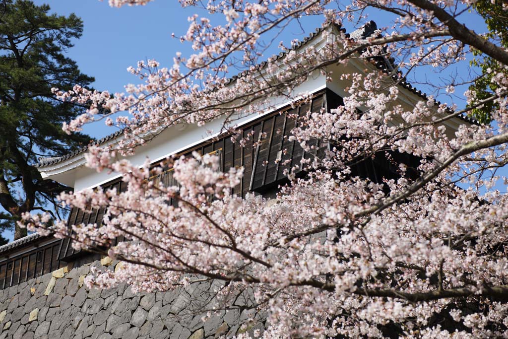 foto,tela,gratis,paisaje,fotografa,idea,Un remo de tambor de castillo de Matsue - jo, Cerezo, El yeso, Castillo, Ishigaki