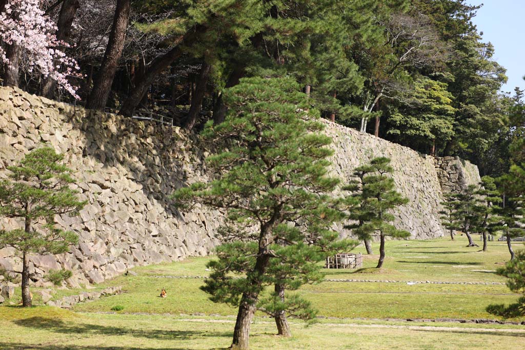 Foto, materiell, befreit, Landschaft, Bild, hat Foto auf Lager,Matsue-jo Burg, Kiefer, Drngen-Steine, Burg, Ishigaki