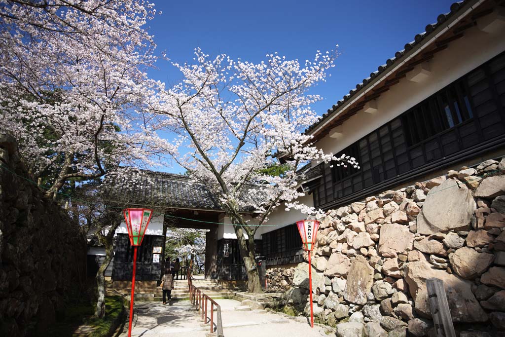 photo, la matire, libre, amnage, dcrivez, photo de la rserve,Un Matsue-jo porte de Chteau, arbre de la cerise, Entasser-pierres, chteau, Ishigaki