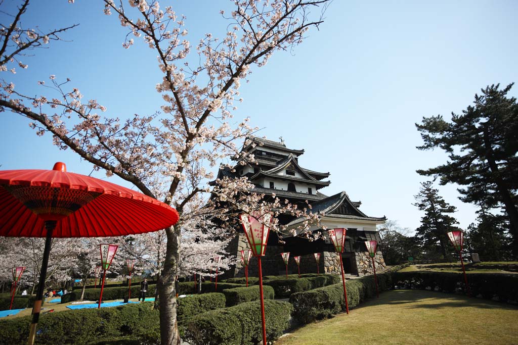 Foto, materiell, befreit, Landschaft, Bild, hat Foto auf Lager,Das Matsue-jo Burgburgturm, Kirschenbaum, Drngen-Steine, Burg, Ishigaki