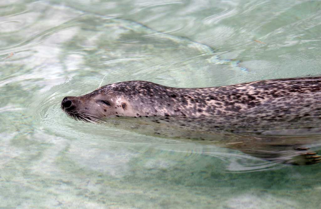 photo,material,free,landscape,picture,stock photo,Creative Commons,Spotted seal, seal, water, swimming, 