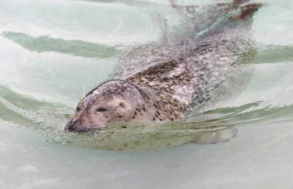 photo,material,free,landscape,picture,stock photo,Creative Commons,Spotted seal, seal, water, swimming, 