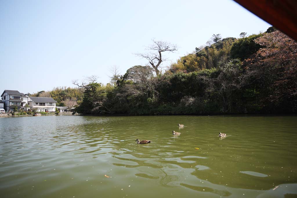 photo, la matire, libre, amnage, dcrivez, photo de la rserve,Matsue-jo foss de Chteau, Visiter des sites pittoresques bateau, bateau, foss, canard