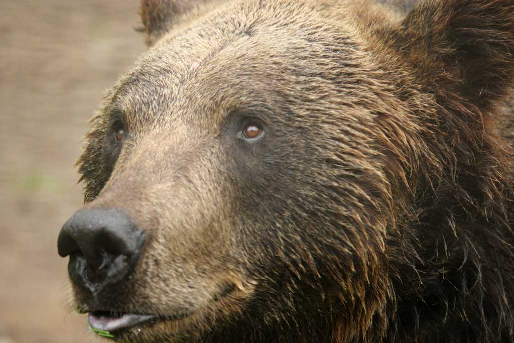 fotografia, materiale, libero il panorama, dipinga, fotografia di scorta,Gli occhi di orso, orso, , , 