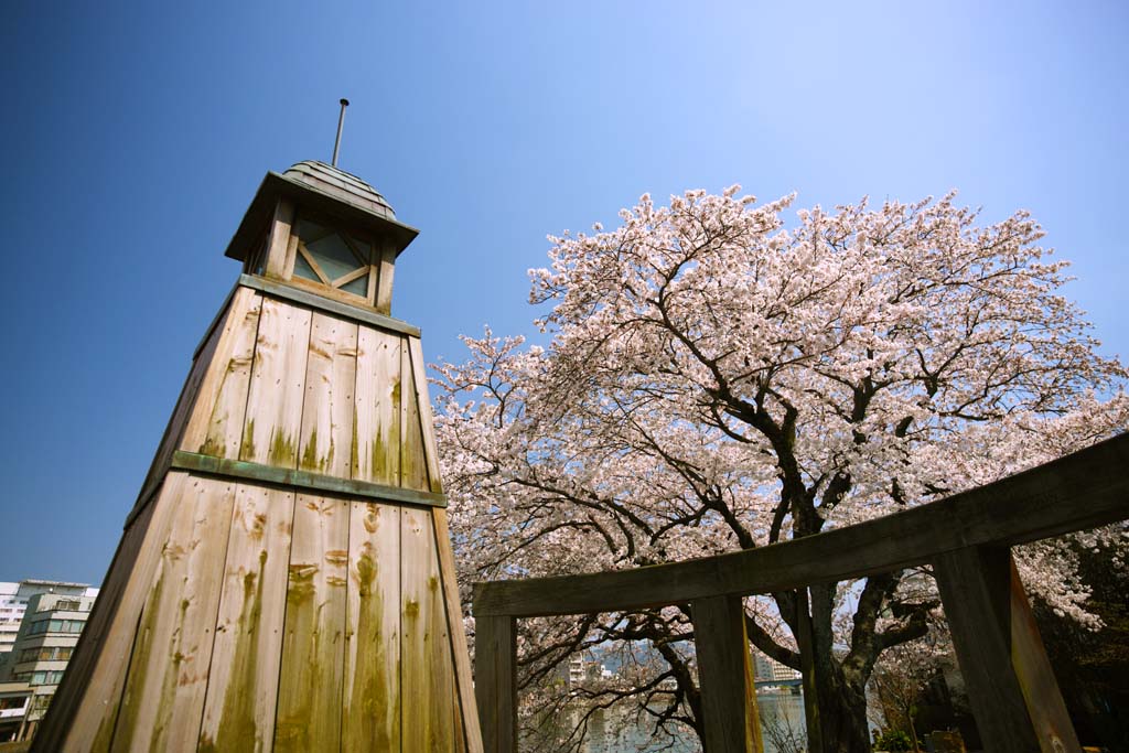 fotografia, materiale, libero il panorama, dipinga, fotografia di scorta,Gensuke albero ciliegio, albero ciliegio, , , lanterna orto