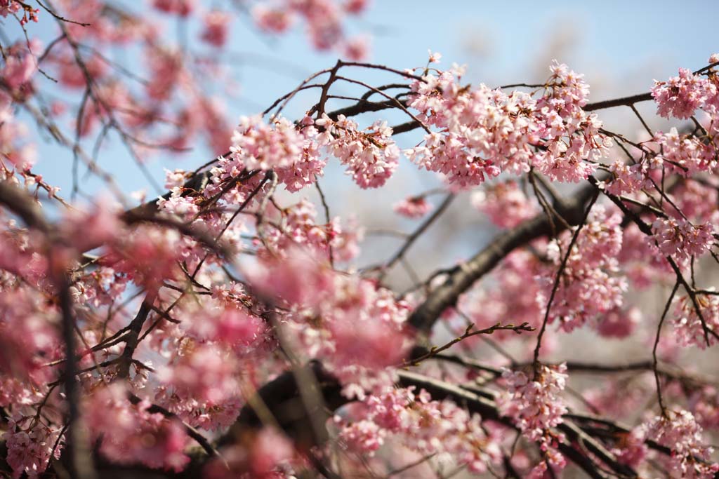 photo,material,free,landscape,picture,stock photo,Creative Commons,Gensuke cherry tree, cherry tree, , , garden lantern