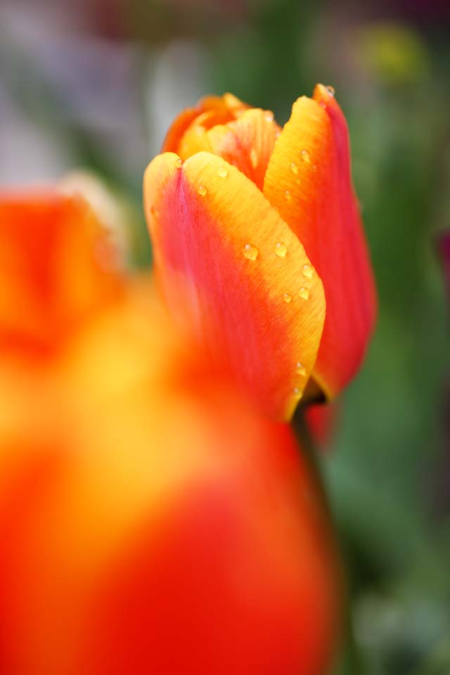 Foto, materiell, befreit, Landschaft, Bild, hat Foto auf Lager,Eine Tulpe, Tulpe, , Blume, Sinter