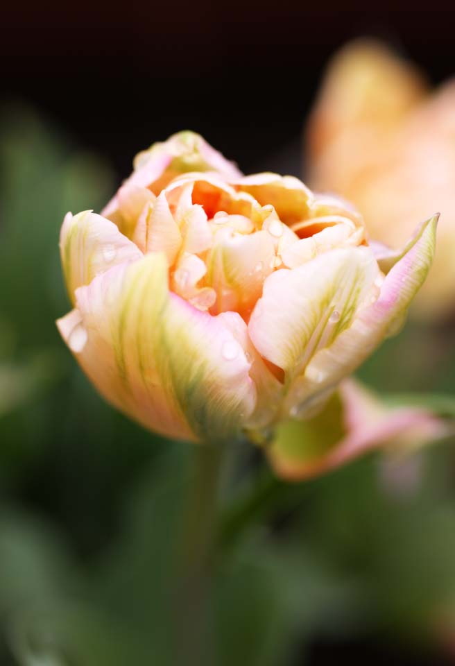 Foto, materieel, vrij, landschap, schilderstuk, bevoorraden foto,Een tulp, Tulp, , Bloem, Sinter