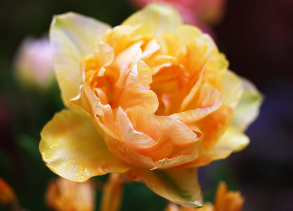 fotografia, materiale, libero il panorama, dipinga, fotografia di scorta,Un tulipano, tulipano, , fiore, Sinter