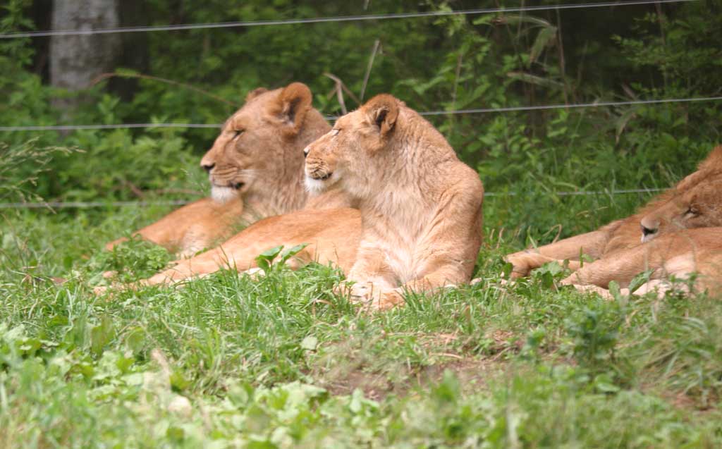 photo,material,free,landscape,picture,stock photo,Creative Commons,Profiles of lions, lion, Lion, , 