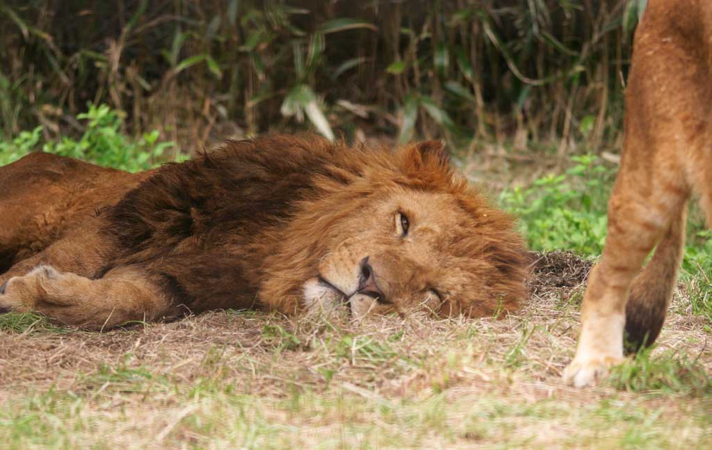 photo,material,free,landscape,picture,stock photo,Creative Commons,Napping lion, lion, Lion, , 