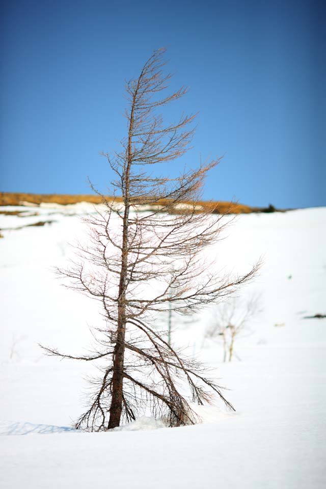 Foto, materiell, befreit, Landschaft, Bild, hat Foto auf Lager,Kusatsu Mt. Shirane schneebedecktes Feld, Baum, blauer Himmel, hoher Berg, Form eines Baumes