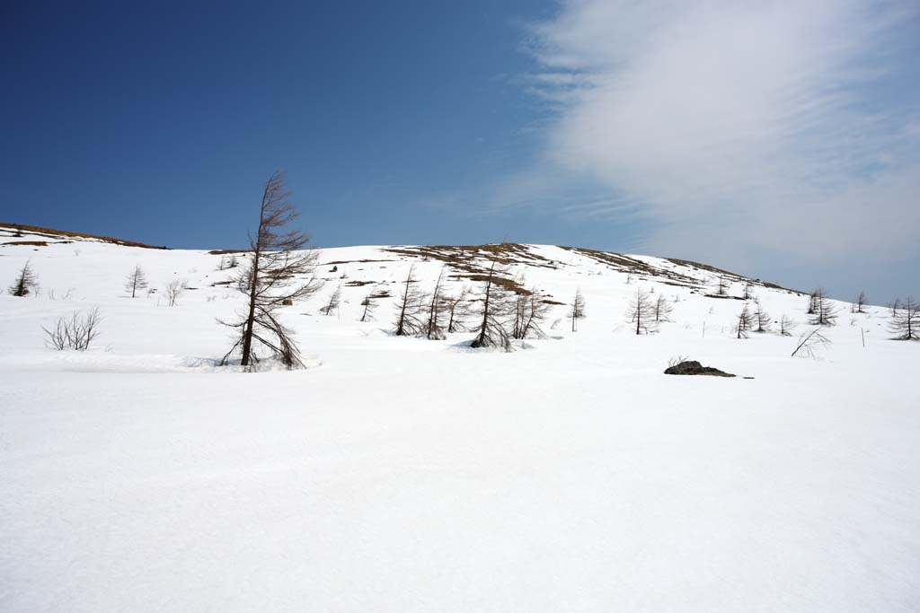 photo, la matire, libre, amnage, dcrivez, photo de la rserve,Kusatsu Mt. Shirane champ neigeux, arbre, ciel bleu, haute montagne, Forme d'un arbre