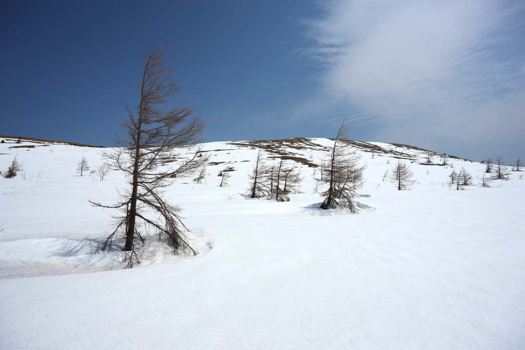 photo, la matire, libre, amnage, dcrivez, photo de la rserve,Kusatsu Mt. Shirane champ neigeux, arbre, ciel bleu, haute montagne, Forme d'un arbre