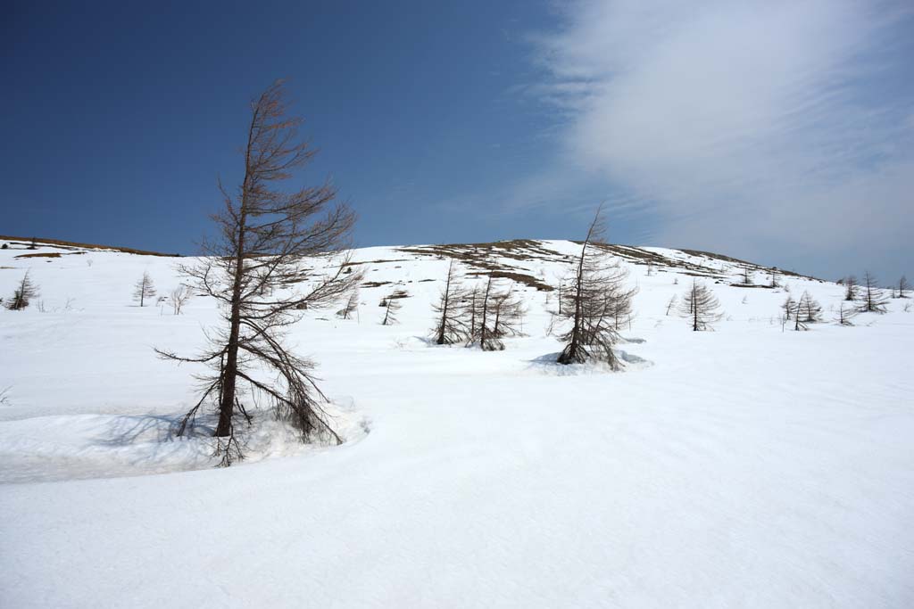 photo,material,free,landscape,picture,stock photo,Creative Commons,Kusatsu Mt. Shirane snowy field, tree, blue sky, high mountain, Shape of a tree