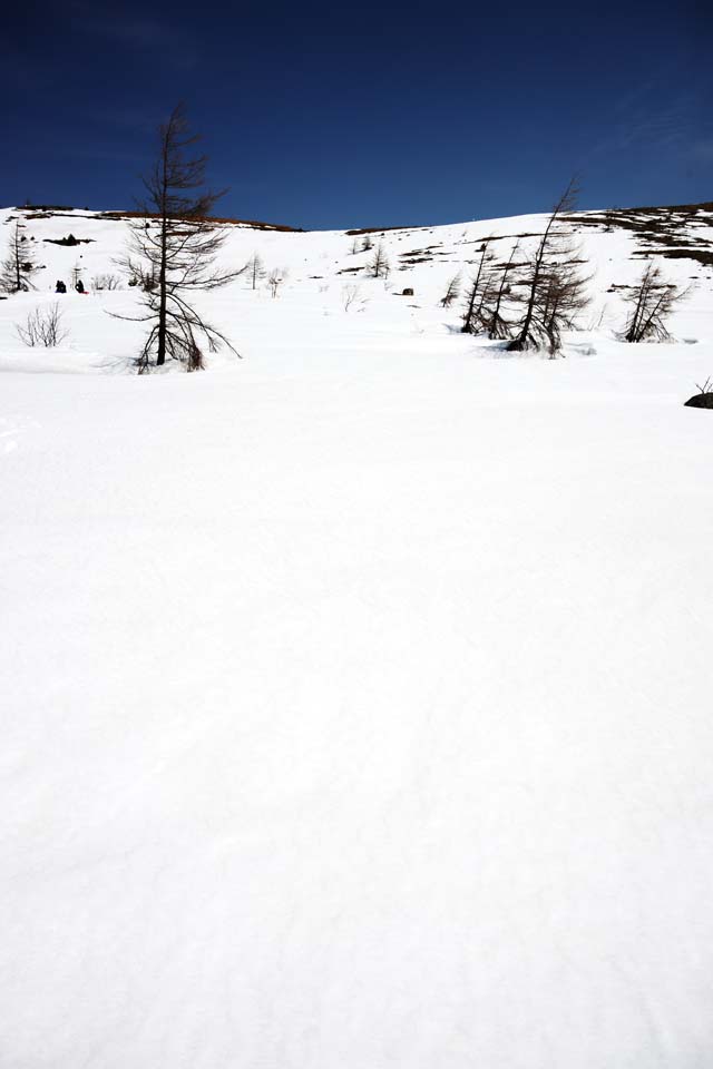 photo,material,free,landscape,picture,stock photo,Creative Commons,Kusatsu Mt. Shirane snowy field, tree, blue sky, high mountain, Shape of a tree