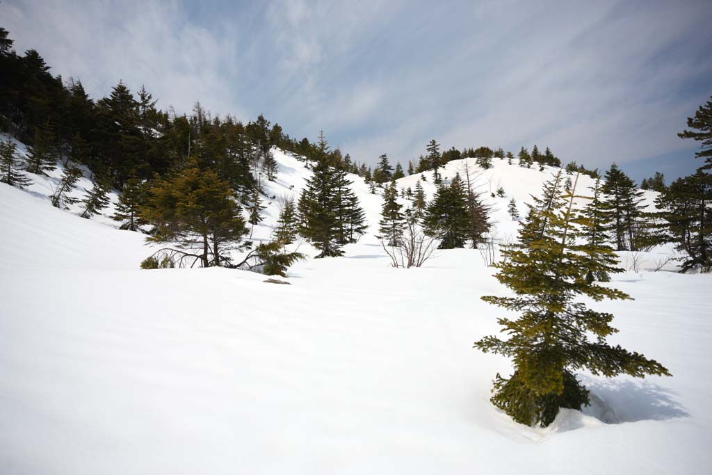 Foto, materieel, vrij, landschap, schilderstuk, bevoorraden foto,Kusatsu Mt. Shirane besneeuwd veld, Boom, Blauwe lucht, Hoge berg, Gedaante van een boom