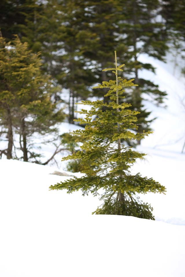 photo,material,free,landscape,picture,stock photo,Creative Commons,Kusatsu Mt. Shirane snowy field, tree, blue sky, high mountain, Shape of a tree