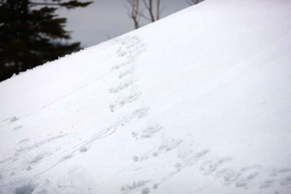 photo,material,free,landscape,picture,stock photo,Creative Commons,Kusatsu Mt. Shirane snowy field, An animal, blue sky, high mountain, footprint