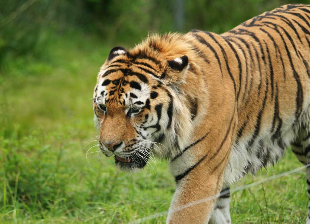 photo,material,free,landscape,picture,stock photo,Creative Commons,Tiger, tiger, , , 