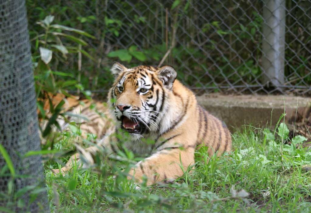 foto,tela,gratis,paisaje,fotografa,idea,Tigre rugiendo, Tigre, , , Rugido