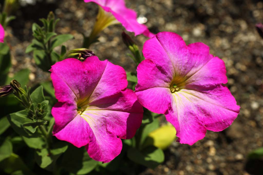 Foto, materiell, befreit, Landschaft, Bild, hat Foto auf Lager,Eine Petunie, Gartenarbeit, Petunie, Rosa, 