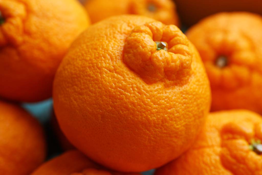 Yun de Vrije Foto's van de Voorraad : No. 9936 Grote sinaasappel