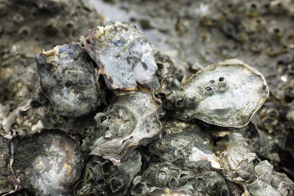 photo,material,free,landscape,picture,stock photo,Creative Commons,A rock oyster, persimmon, An oyster, shellfish, Rock barnacle