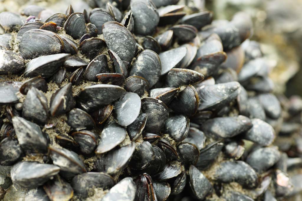 Foto, materieel, vrij, landschap, schilderstuk, bevoorraden foto,Een kraai shellfish, Vers-waterhoudende mossel, Hard mossel-beschoot, Shellfish, Paarsachtige Washington clam