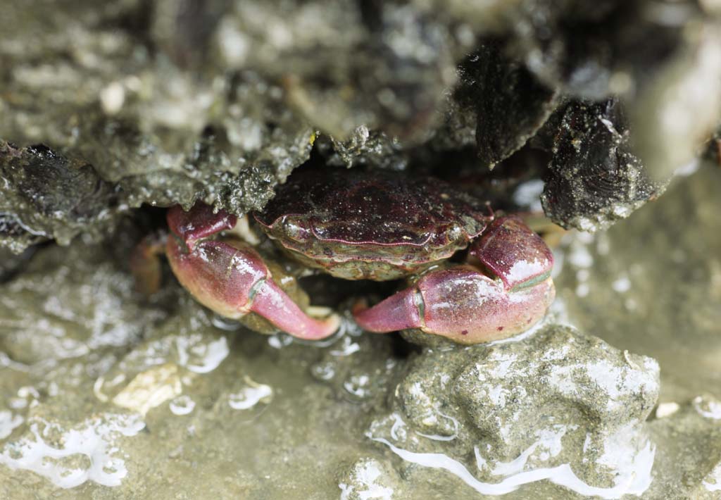 Foto, materieel, vrij, landschap, schilderstuk, bevoorraden foto,Een krab, Krab, , , Schaar