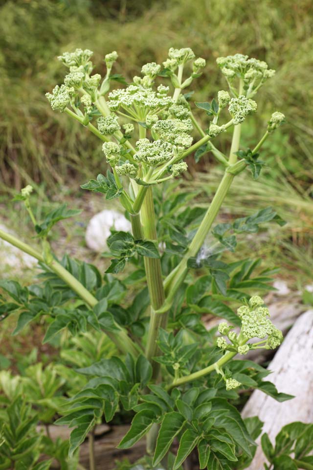 Foto, materiell, befreit, Landschaft, Bild, hat Foto auf Lager,Glehnia littoralis, , Glehnia littoralis, Chinesische Medizin, Der Strand