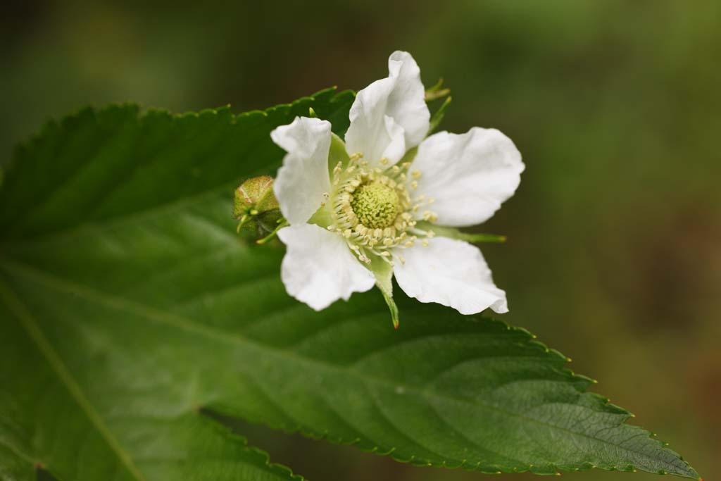 photo, la matire, libre, amnage, dcrivez, photo de la rserve,La fleur de la fraise d'arbre, fraise, , , ptale