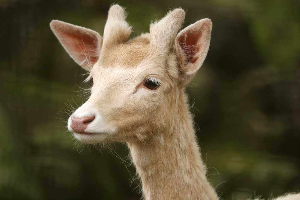 fotografia, materiale, libero il panorama, dipinga, fotografia di scorta,Begli occhi rotondi, animale erbivoro, , , 